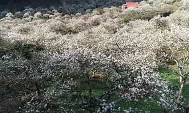 モクチャウ高原の白梅の花の美しさに観光客が驚く
