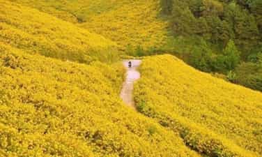 嘉莱:美丽、迷人、诱人,来自“野生向日葵周——楚丹亚火山”