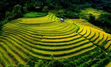 Mê mẩn mùa lúa vàng ở thung lũng Nậm Cang