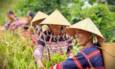Đặc sắc lễ mừng lúa mới ngày cuối năm của người Ba Na ở Bình Định