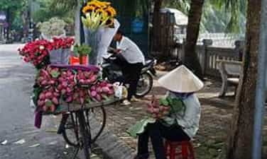 荷花季来到小镇