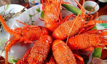 Cận cảnh bắt TÔM HÙM CHÚA ở ĐẢO TÔM HÙM Bình Ba - Ăn cực đả với giá cực rẻ @DinhCaoViet
