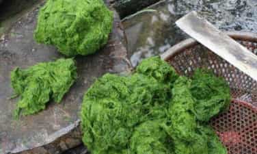 ムオンロー渓流の苔皿 | 写真エンタメ編集者