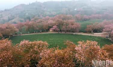 【写真】オーロン茶丘の雲に隠れた桜の美しさ