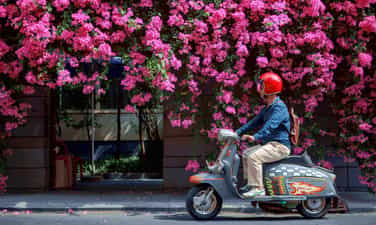 Mùa hoa giấy Sài Gòn