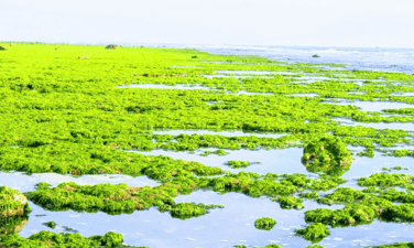 Tu Thien 村的绿色苔藓海滩