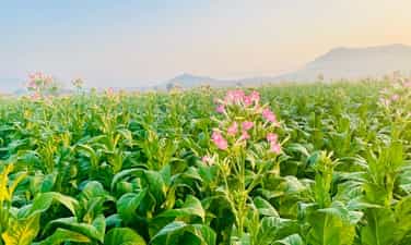 Vẻ đẹp trên cánh đồng thuốc lá Krông Pa