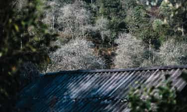 ソンラ州チェウ村に咲くメドラーの花