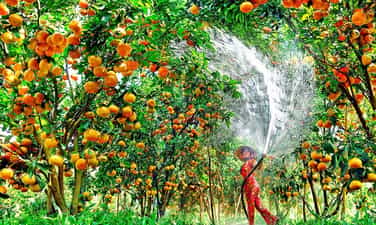 Miệt vườn cái Bè