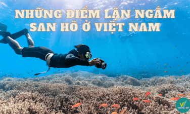 Điểm danh các điểm lặn biển ngắm san hô đẹp nhất Việt Nam