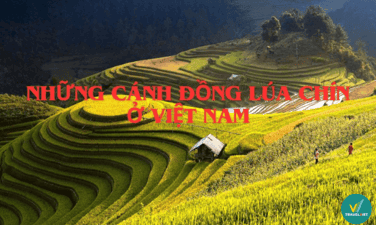Bỏ túi 17 điểm ngắm lúa chín ở Việt Nam đẹp nhất