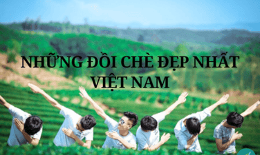 Top 11 đồi chè đẹp nhất Việt Nam dành cho dân du lịch