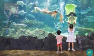 越南前6个美丽的水族馆，令人难忘的旅行