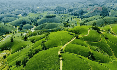 鲍儿子菠萝山。