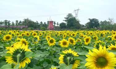 Anh Duong Farm