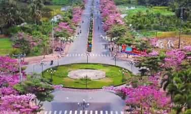 Đường Hoa Kèn Hồng