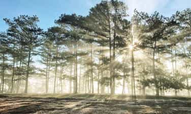 Dien Phu Pine Hill