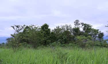105mm artillery position of the 805th Company
