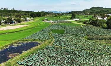 大安コミュニティ観光