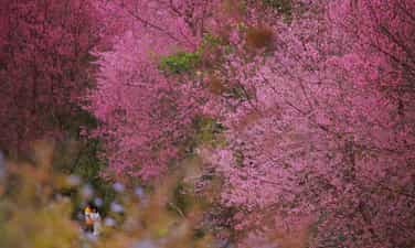ラングビアンの早春、鮮やかな桜が咲き誇る。