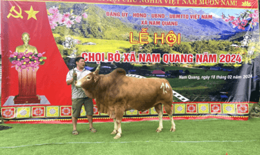 Lễ hội chọi bò Xuân