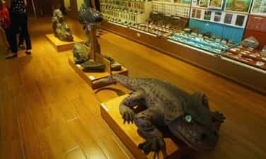 ベトナム自然博物館