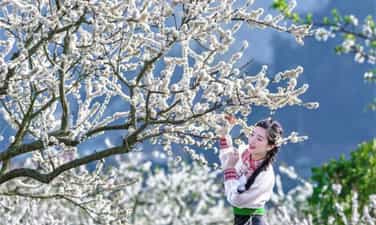 Chasing the first plum blossoms of the season in Mộc Châu