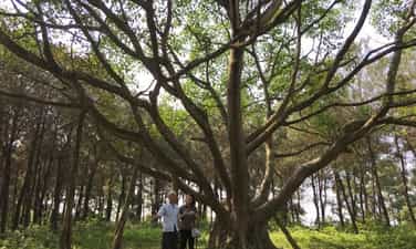 Uncle Ho's banyan tree planted in Tien Hoi