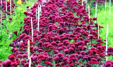 Ha Lung Flower Village