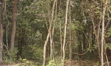 Kien An Forest revolutionary base