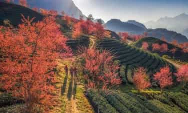 オーロン茶畑で、雲間にひっそりと佇む桜の美しさ