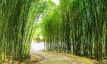 Rừng vầu Sàng Ma Sáo - tạo hình xanh thắm