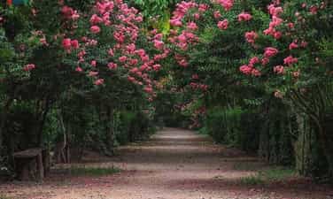 Vietnam Ornamental Botanical Park