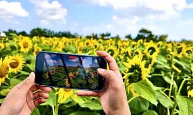 Cánh đồng hoa hướng dương An Phú