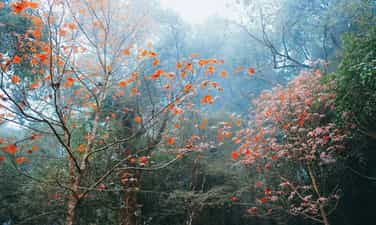 タイバック地方の天地を深紅に染め上げた、カエデの紅葉の森を通り抜けて