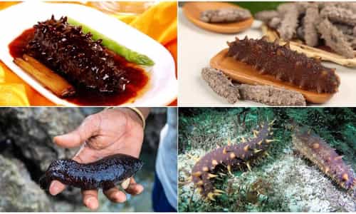 Hải Sâm – "Nhân Sâm Biển" của Vùng Đất Hạ Long