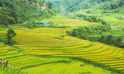 Sa Pa mùa lúa chín: Thiên đường hạ giới trong lòng tôi