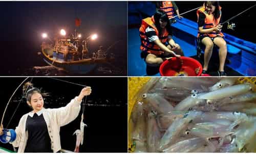 Đêm Hạ Long Không Ngủ: Khám Phá Nghề Câu Mực Cùng Ngư Dân