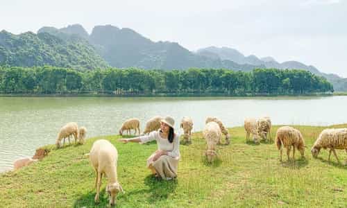 Cảm nhận vẻ đẹp thơ mộng tại Đồng cừu Gia Hưng Ninh Bình