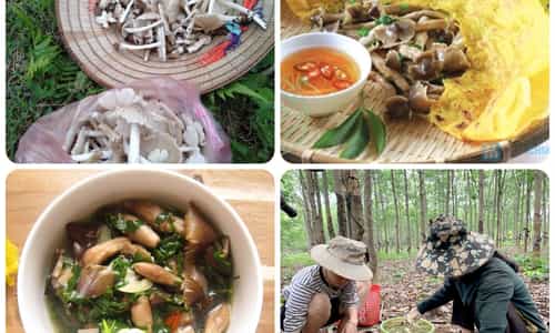 GIA LAI MÙA NẤM MỐI - MÓN QUÀ THIÊN NHIÊN BAN TẶNG