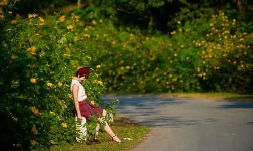 Khám phá Ba Vì vùng đất sơn thuỷ hữu tình, mùa hoa dã quỳ nở rộ
