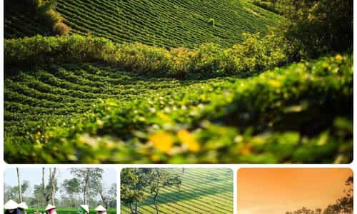 SẮC XANH ĐẦY THƠ MỘNG CỦA BIỂN HỒ CHÈ Ở GIA LAI