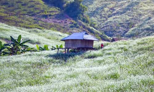 Bản Pa Phách - Điểm đến đẹp tựa thiên đường say lòng du khách