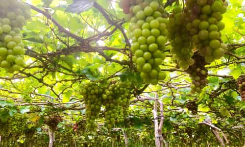 Khám Phá Làng Nho Thái An - Thiên Đường Nho Tươi Ở Ninh Thuận