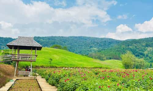 Một số kinh nghiệm hữu ích khi đến The Florest mà bạn cần biết