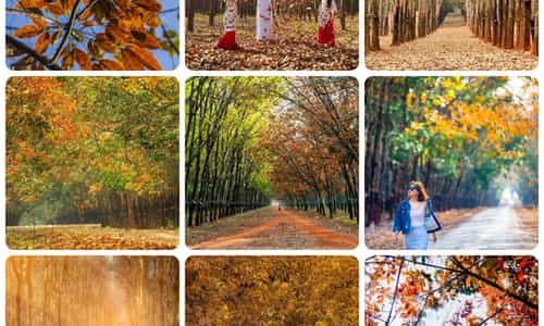 ĐẮM CHÌM TRONG VẺ ĐẸP RỪNG CAO SU MÙA THAY LÁ Ở GIA LAI