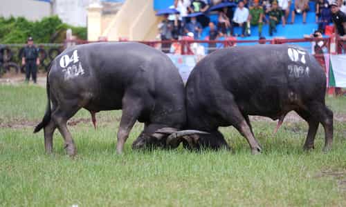 Rộn ràng lễ hội chọi trâu Đồ Sơn Hải Phòng