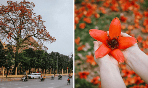 Chìm Đắm Trong Sắc Đỏ Hoa Gạo: Biểu Tượng Lâu Đời Mang Đậm Hồn Việt