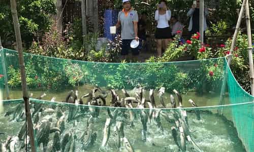 Hiện tượng "Cá Lóc Bay" chỉ có tại Cồn Sơn - Cần Thơ