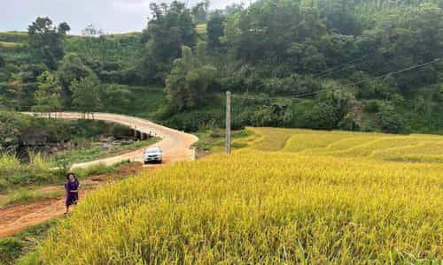 Experiencing the "Golden Season" in Mien Doi, Hoa Binh